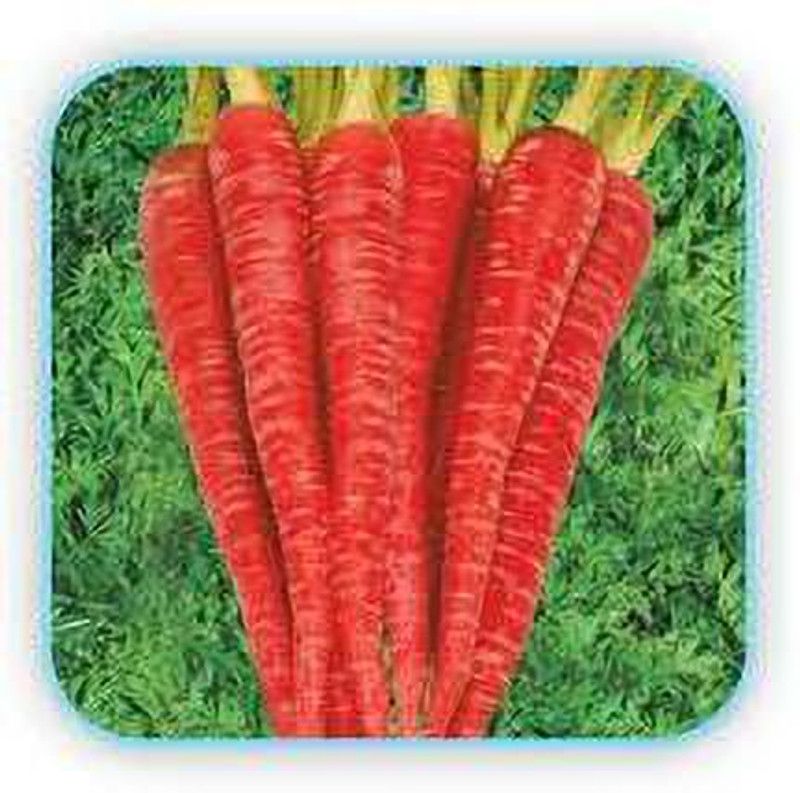 Nodoc Organic red carrot Seed  (29 per packet)