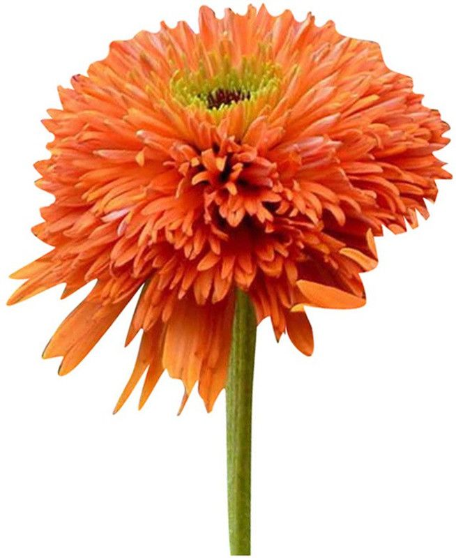 Futaba Rare Cone Flower - Rust Orange -20Pcs Seed  (20 per packet)