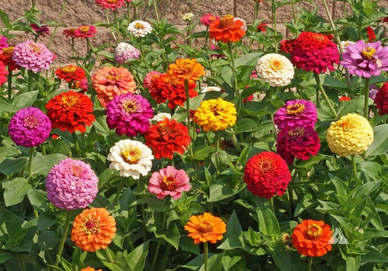Nodoc Dahlia Seed  (40 per packet)