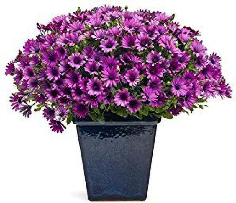 Aro Daisy Seed  (20 per packet)