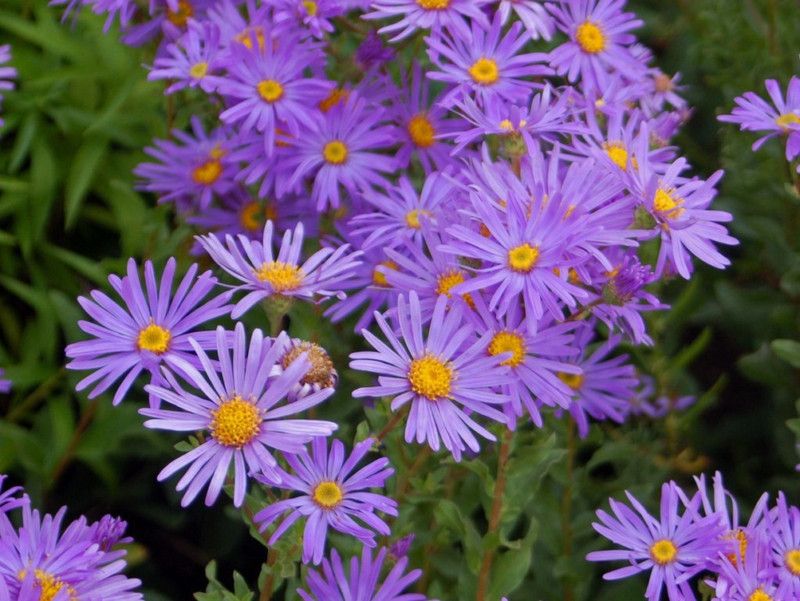 Mozette Aster Flower Seed  (37 per packet)