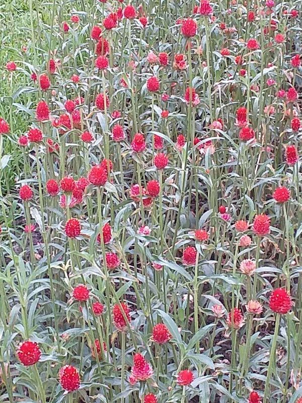 XOLDA Gomphrena Flower Seed  (27 per packet)