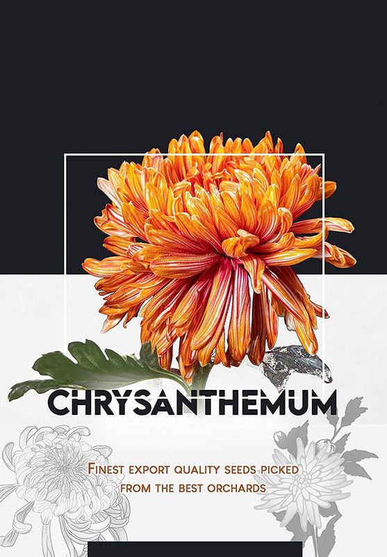 CYBEXIS Chrysanthemum (Guldaudi) Flower Seeds Seed  (1 g)