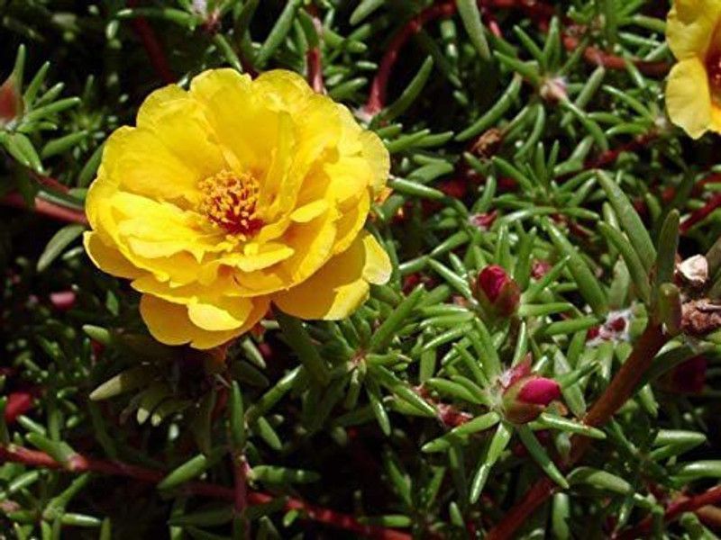 CYBEXIS Flower Seeds Russian Purslane, Portulaca Terry Seed, Yellow from Russia Seed  (1 g)