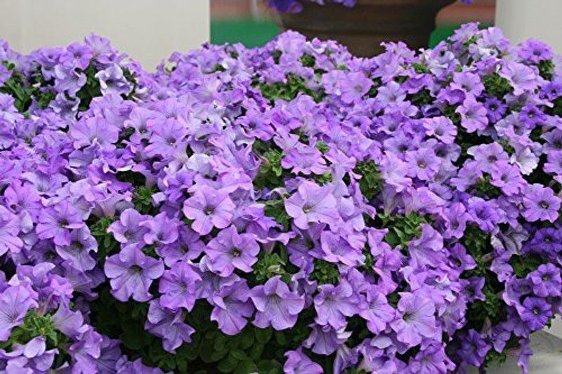 CYBEXIS Carpet Blue Lace Hybrid Petunia Hybrida Flower Seeds Seed  (50 per packet)