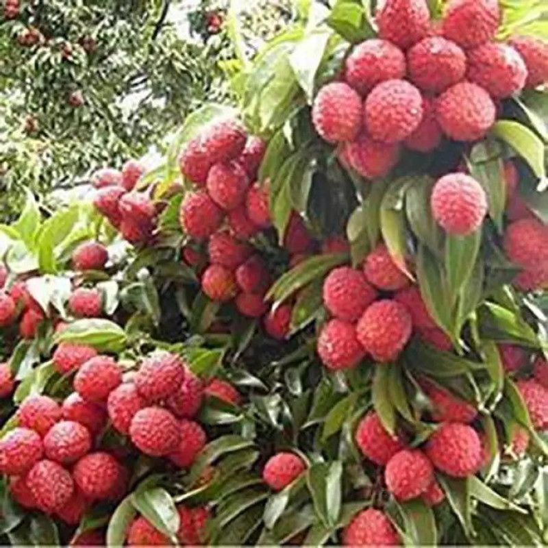 Chalisa Litchi, Lichi, Lychee Seed  (12 per packet)