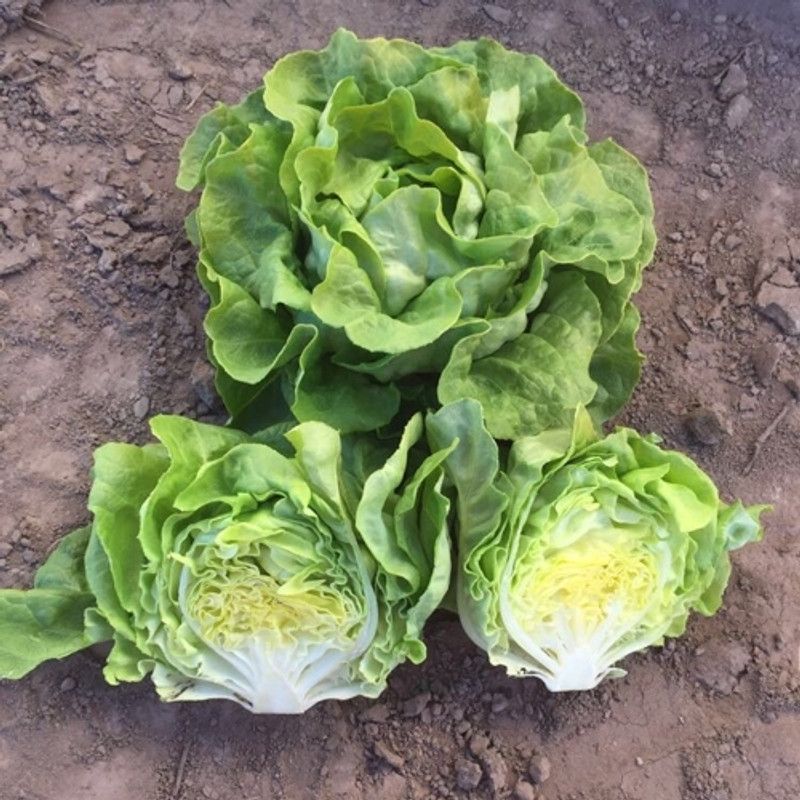 PMB Organic lettuce ice burg Seed  (22 per packet)