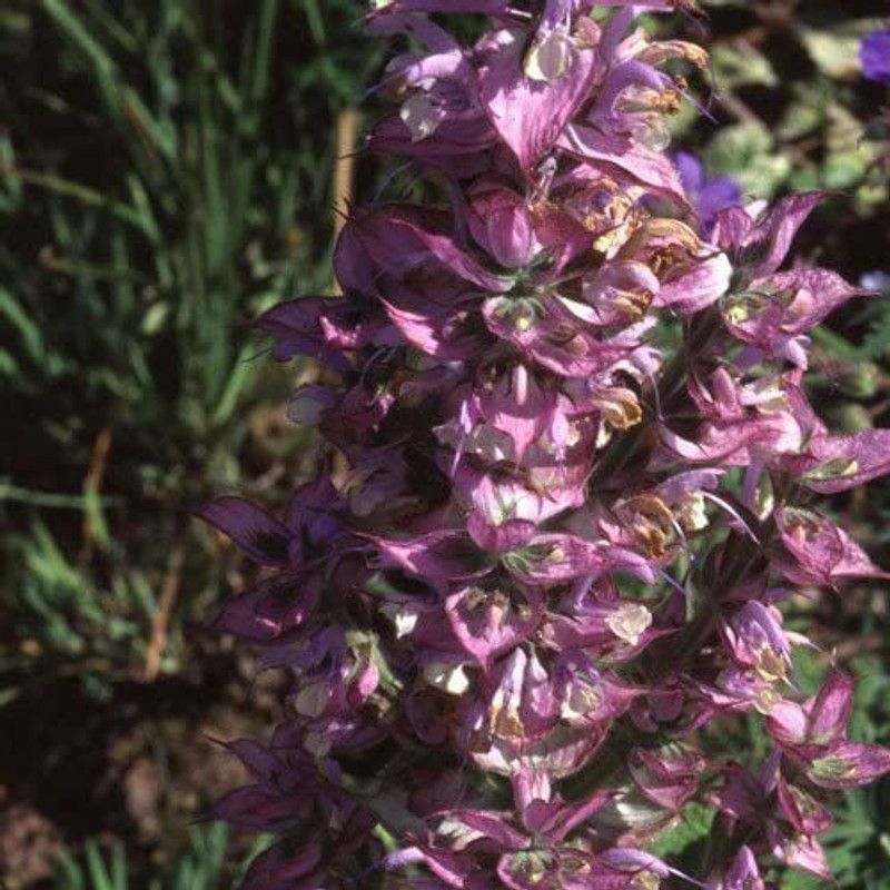 CYBEXIS Imported Salvia Sclarea Seeds Seed  (50 per packet)