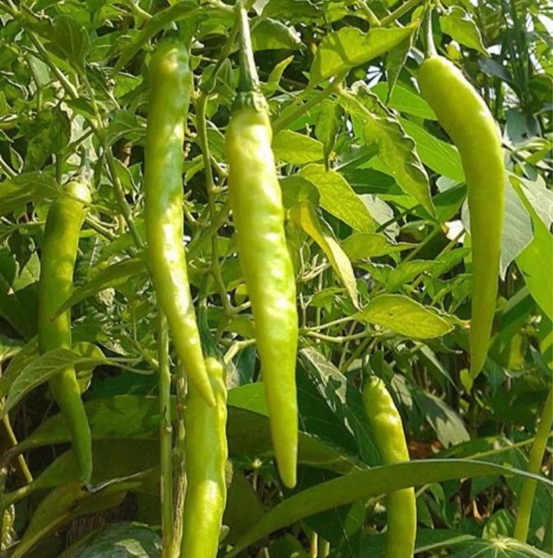 granthi Green Finger Chiili Pepper Seeds Seed  (2500 per packet)