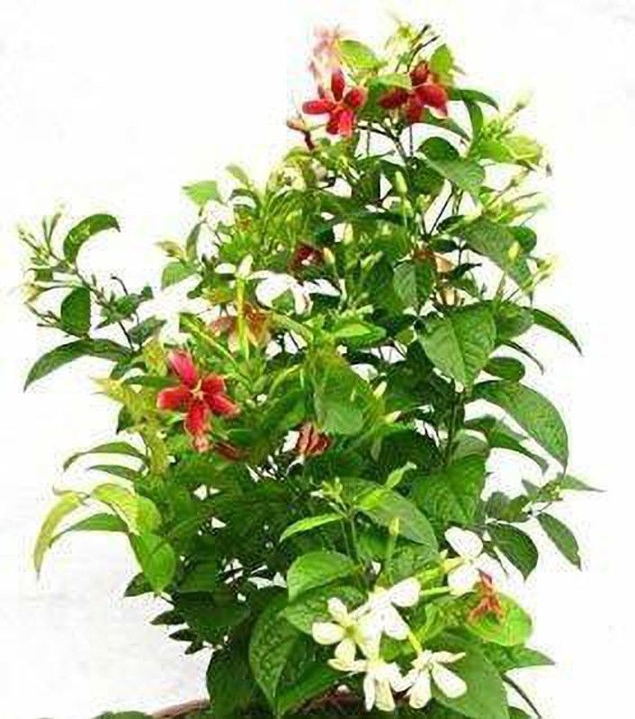Dream mall Madhumalti/Rangoon Creeper  (Hybrid, Pack of 1)