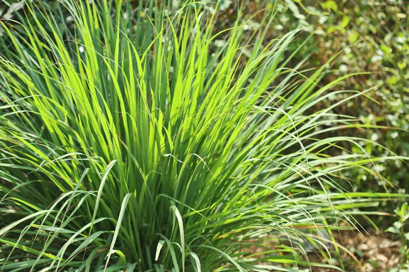 Nodoc Organic lemon grass herb Seed  (45 per packet)