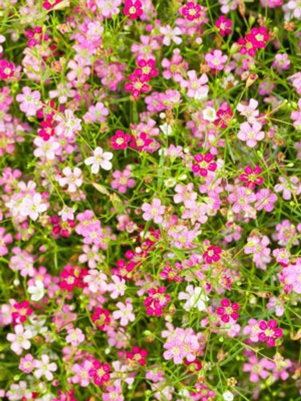 XOLDA Gypsophila Seed  (86 per packet)