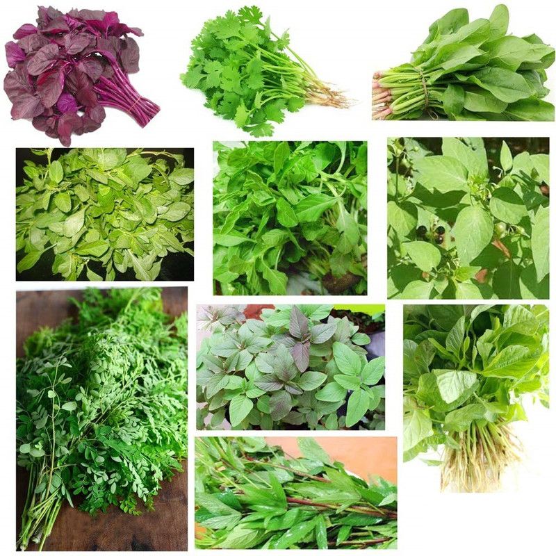 VibeX AFC-72-Spinach Seeds Kit, Pack of 10 Easy Leafy Vegetable Seeds Seed  (350 per packet)