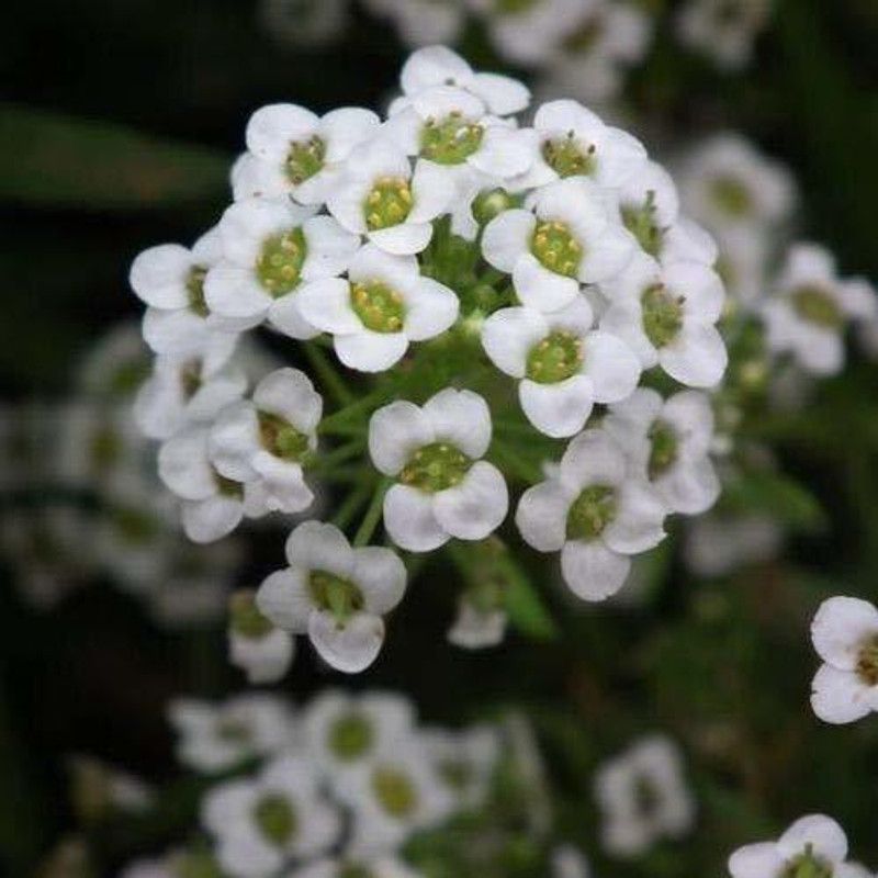CYBEXIS Winter Sowing- Alyssum Royal Carpet Seed  (1 g)