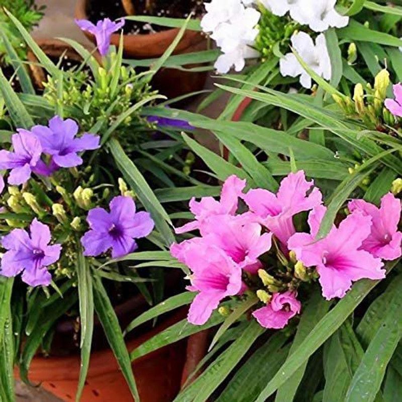 CYBEXIS Mexican Petunia Mix Seeds Seed  (1 g)