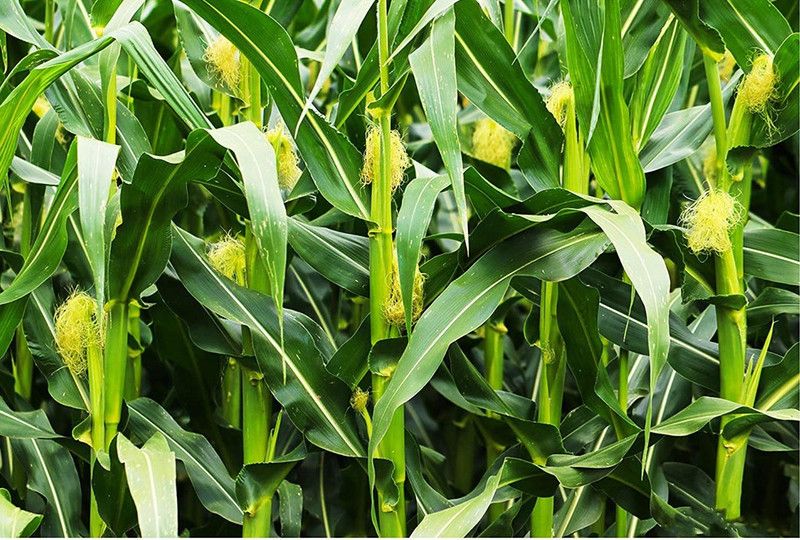 WILLVINE ATS-943 Sweet Corn Seeds Makka Seed  (500 per packet)