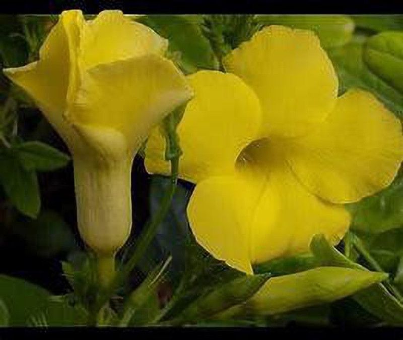 PlantsMart Thunberjia Plant  (Hybrid, Pack of 1)