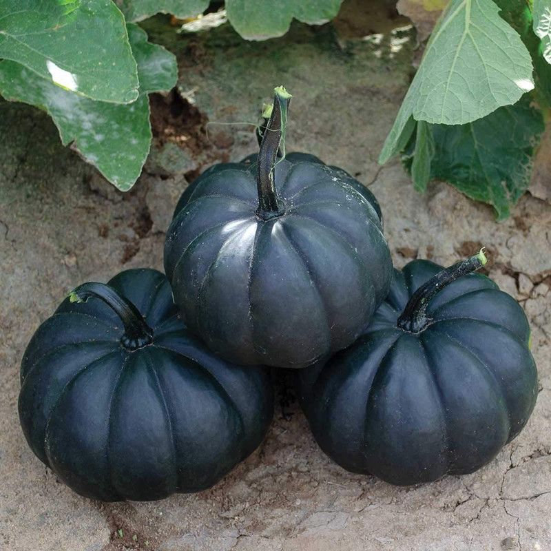 WILLVINE VXI-281 Exotic Black Pumpkin Seeds Seed  (50 per packet)