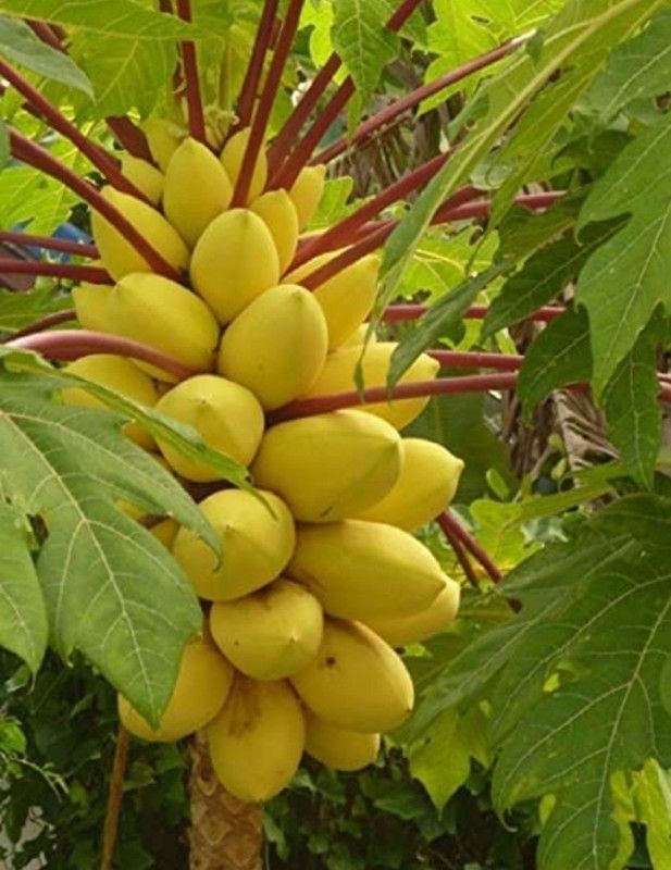 JR GLOBLE Papaya Plant  (Hybrid, Pack of 1)