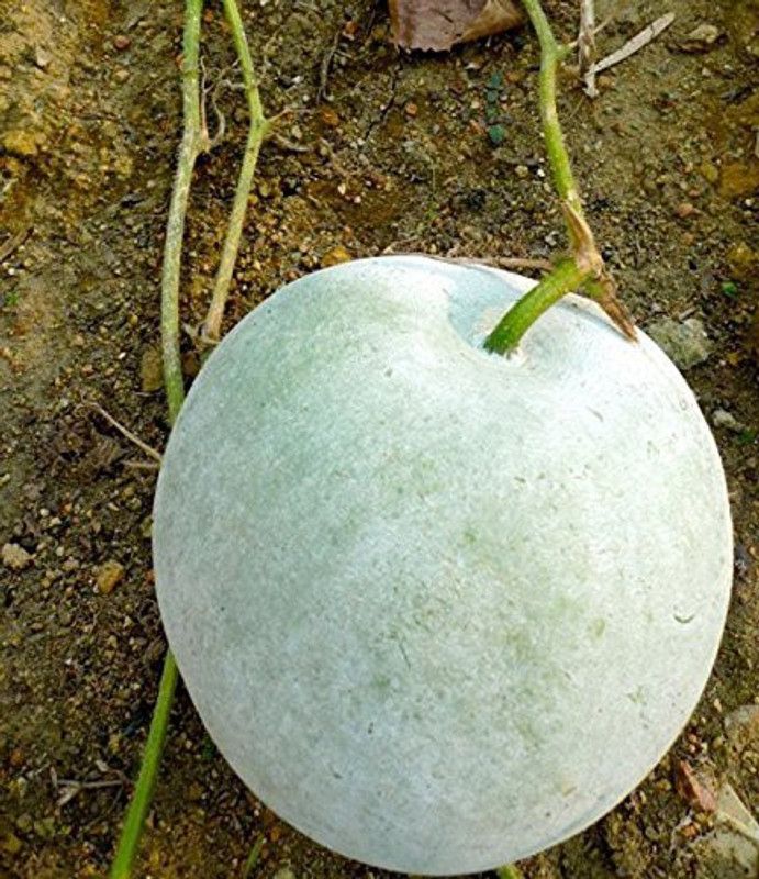 Aywal Ash Gourd (Mithai Petha) Seed  (42 per packet)