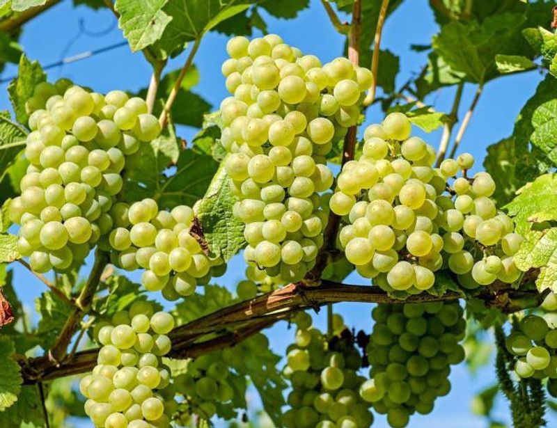 MondalNursery Grape Plant  (Hybrid, Pack of 1)