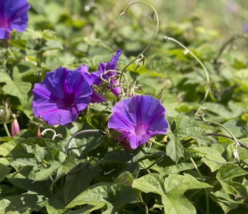Paudha Morning Glory Seed  (50 per packet)
