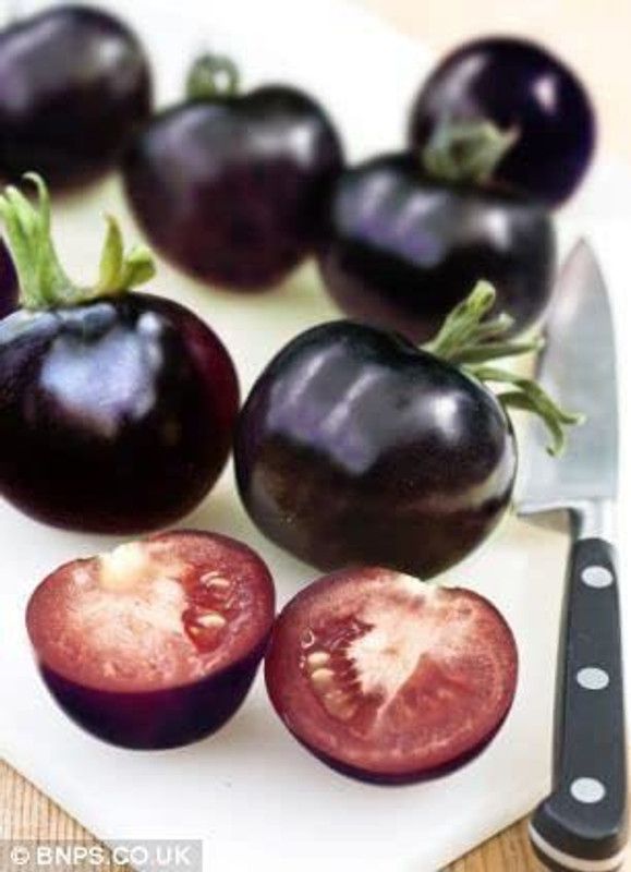 KANAYA Black Tomato F1 Hybrid Heirloom Vegetable Home/Garden Seed  (160 per packet)