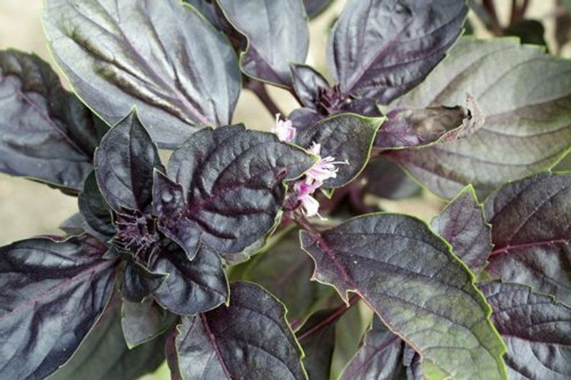 XOLDA Organic basil purple herb Seed  (45 per packet)