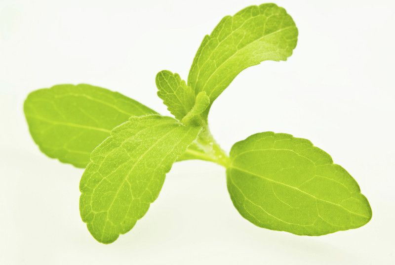 XOLDA Organic stevia herb Seed  (27 per packet)