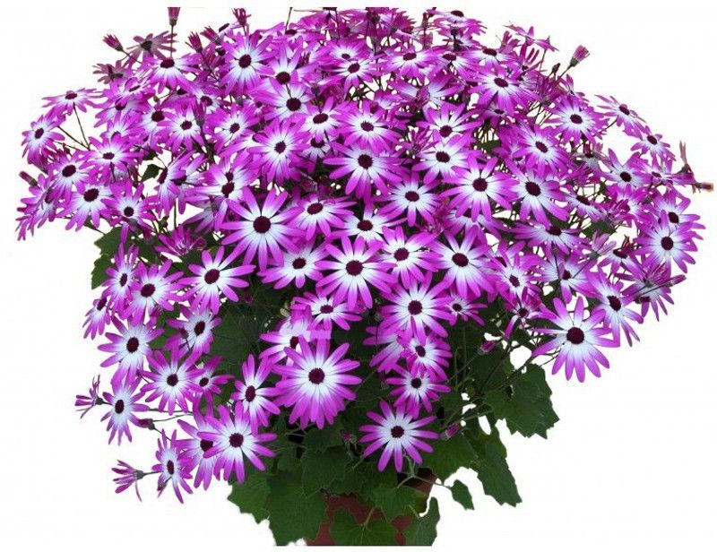 Paudha Cineraria Seed  (19 per packet)