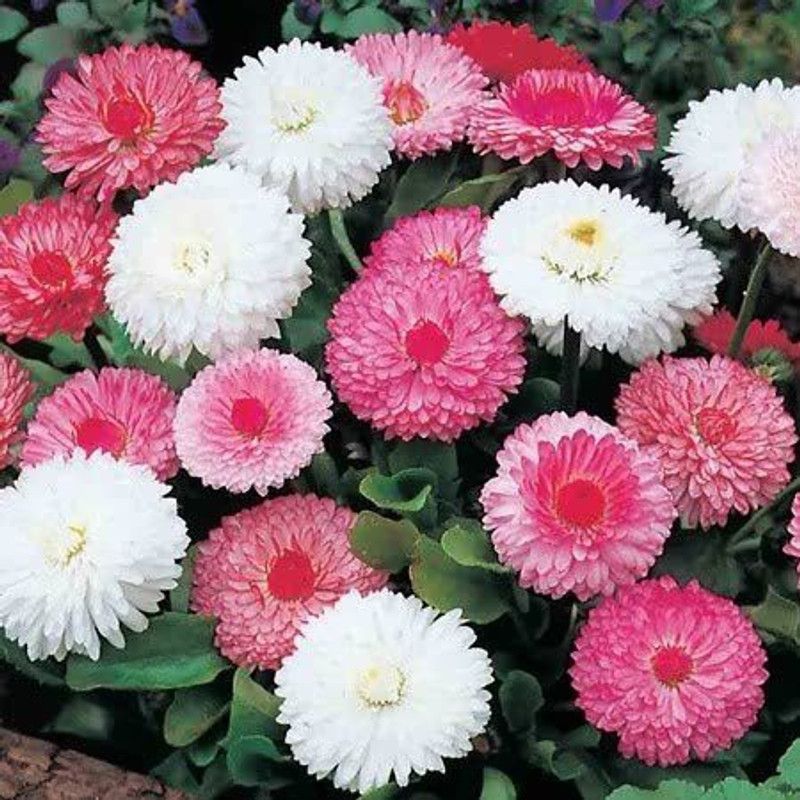 XOLDA Exotic Daisy Mix Flower Seed  (53 per packet)