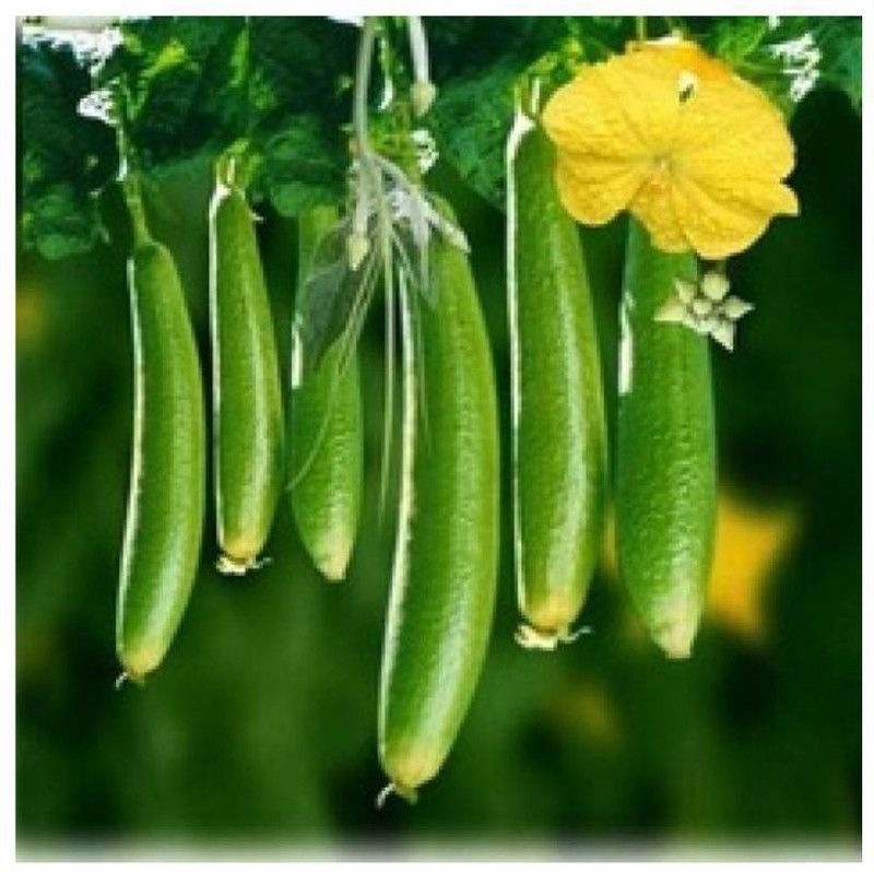 UGRA Sponge Gourd seeds Seed  (400 per packet)