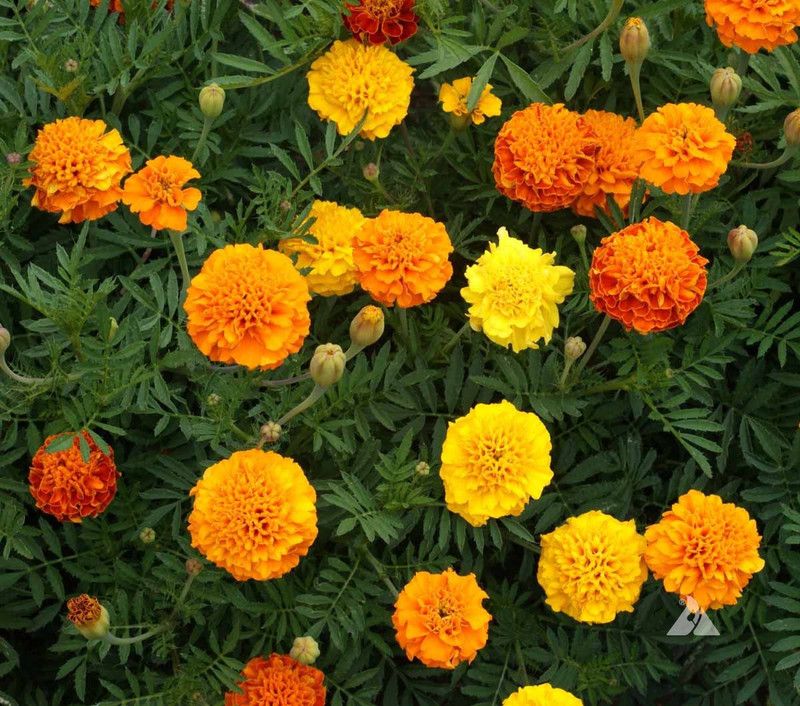 XOLDA Exotic Marigold Flower Seed  (36 per packet)