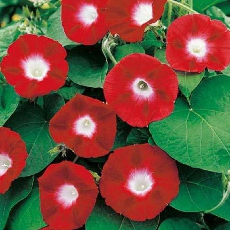 KANAYA Morning Glory Seed  (37 per packet)