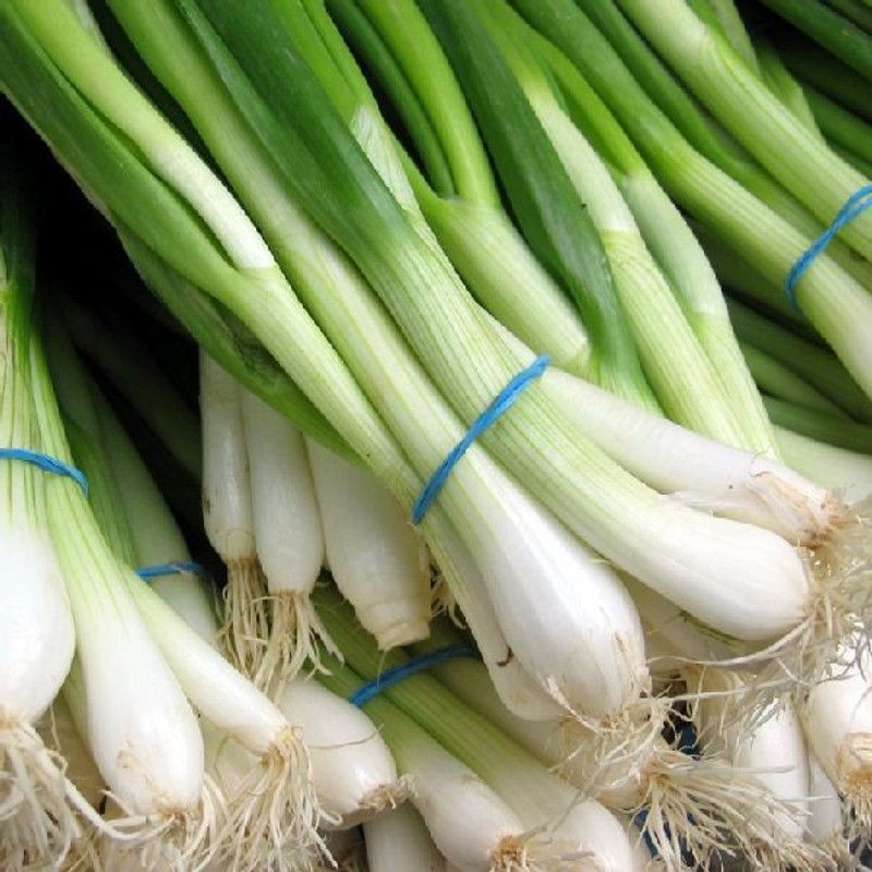 Mozette Bunching Onion Seed  (21 per packet)