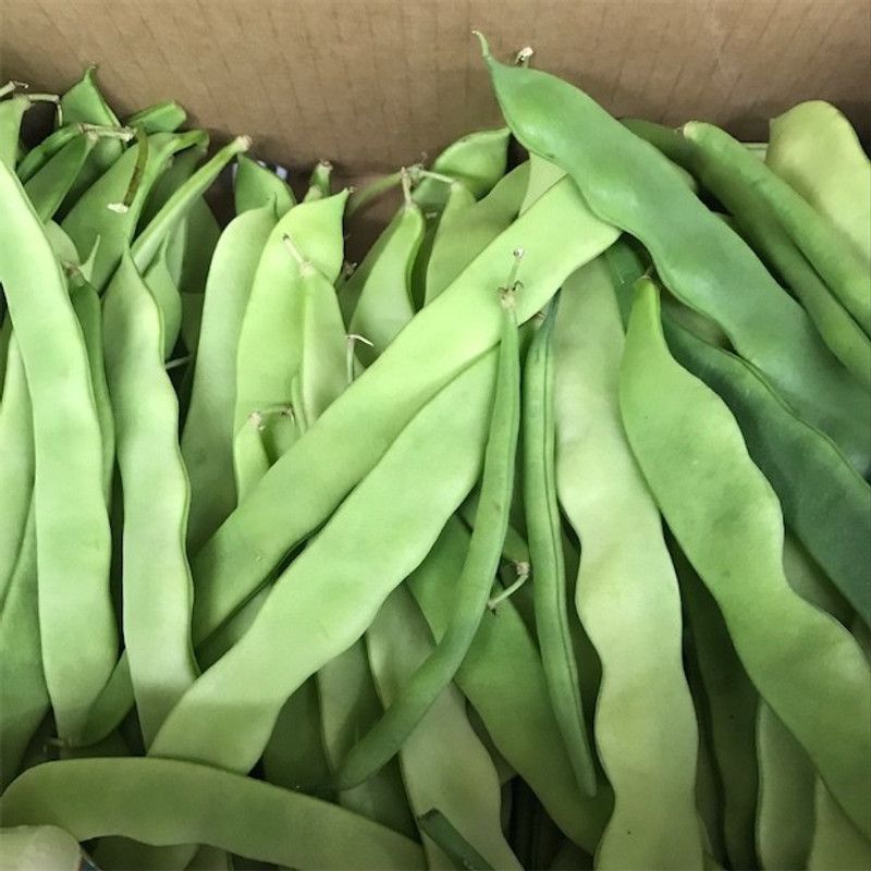 SimXotic Sem Phali (Runner Beans) Vegetables Advance Seeds - Pack of 25 Seeds Seed  (25 per packet)