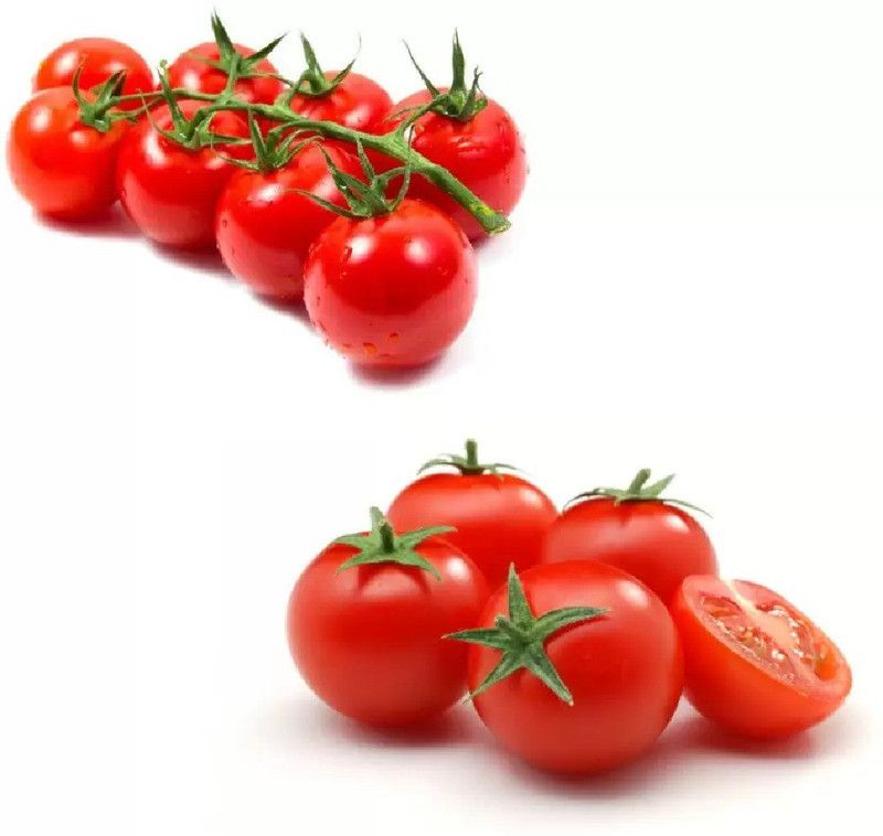 Srushtitraders F1 Hybrid Arka Rakshak Seed  (250 per packet)