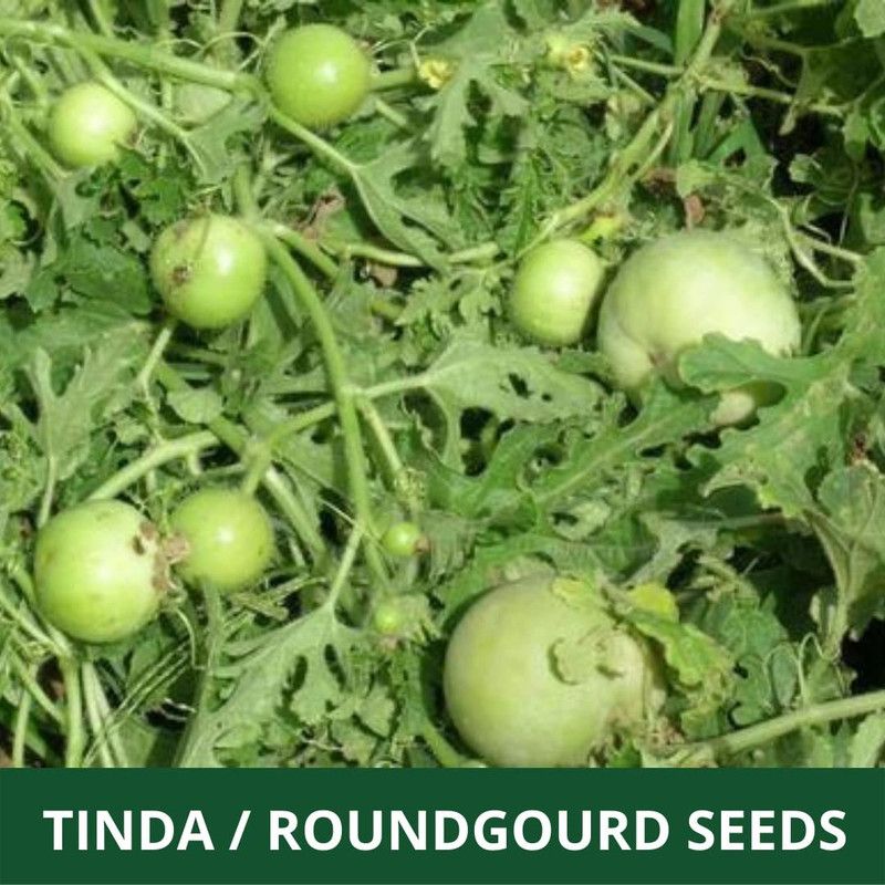 MKR Enterprises Tinda Seed  (50 per packet)