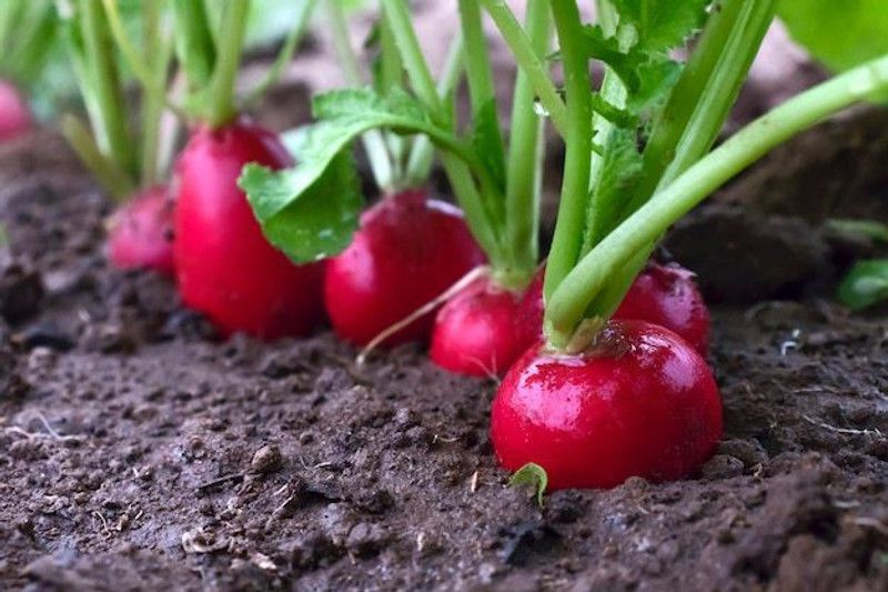 PMB Red round Radish Seed  (10 per packet)