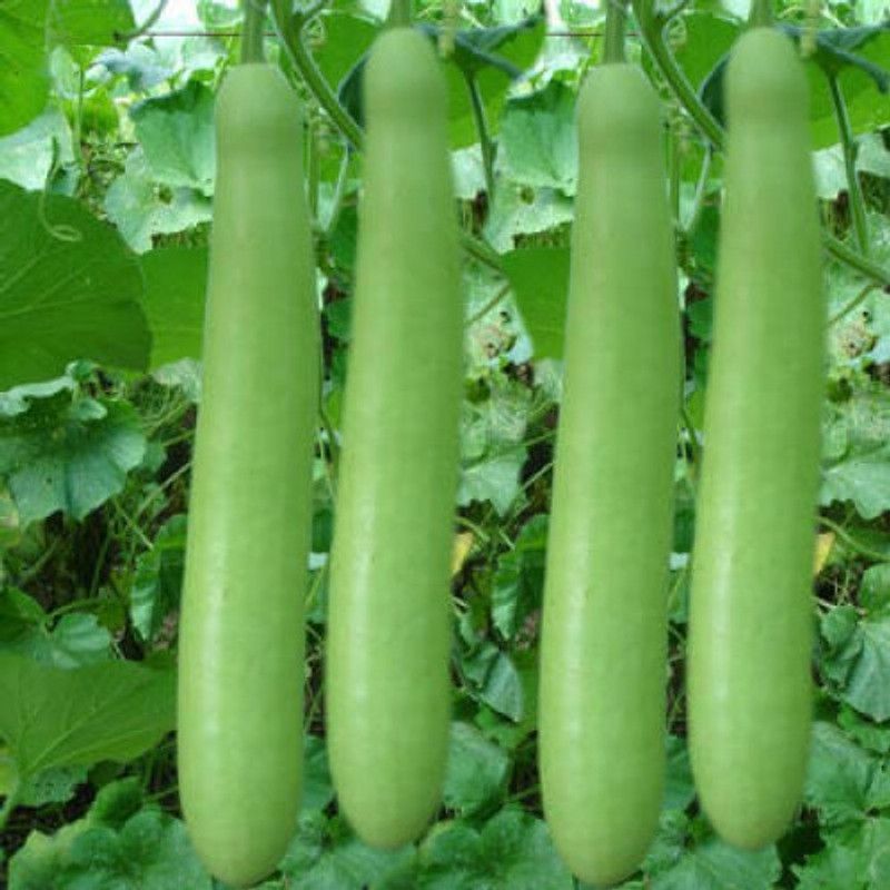 bio blooms Gardening BOTTLE GOURD Seeds Seed  (1 per packet)