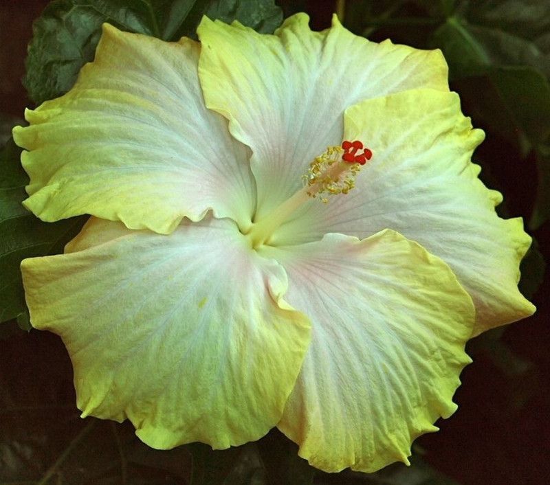The Entacloo Hibiscus Plant  (Pack of 1)