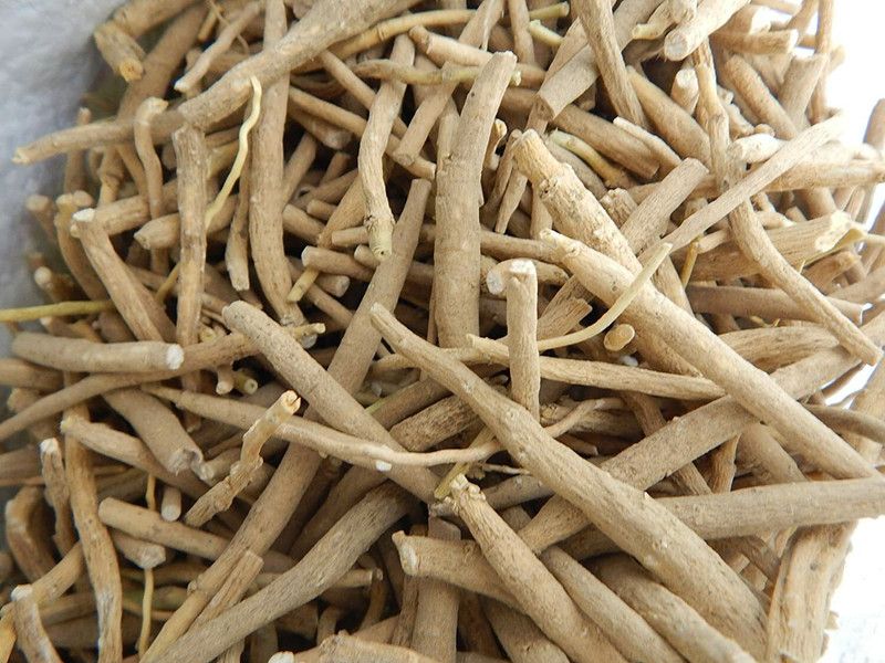 Urancia Asgandh Ashwagandha Asgandh Withania sominifera 100g Seed  (1 per packet)