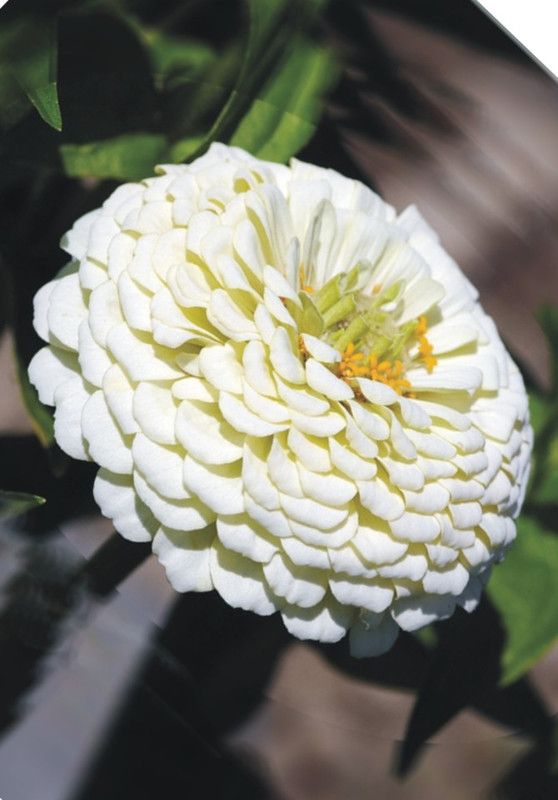 PRADHAM SEEDS ZINNIA ELEGANCE DHALIYA DOUBLE WHITE Seed  (500 per packet)