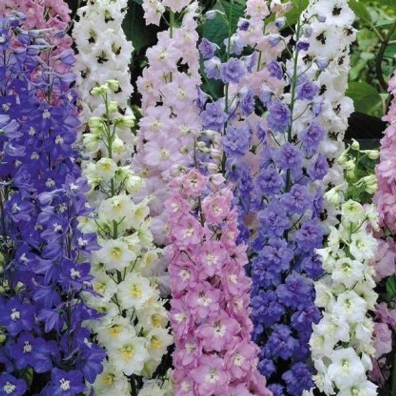 Nodoc Larkspur mix Seed  (46 per packet)