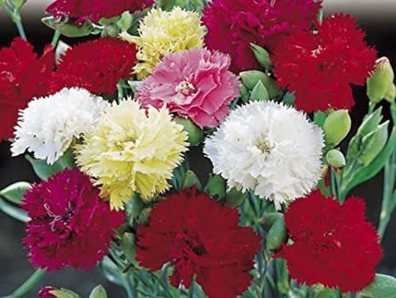 Mozette Begonia Seed  (46 per packet)