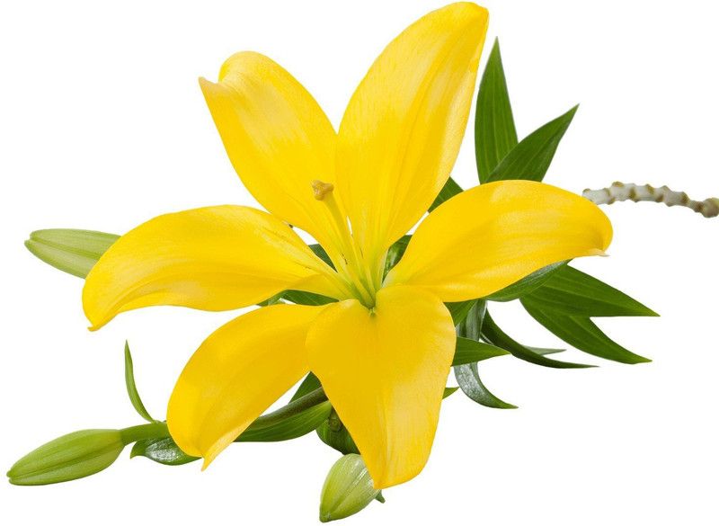 LIVE GREEN Asiatic Lily Yellow Imported and Hybrid Flower Bulbs - Pack of 5 Bulbs Seed  (5 per packet)