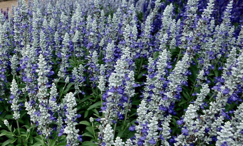 XOLDA Exotic salvia mix Seed  (23 per packet)