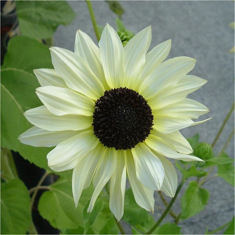 VibeX ® VMR-18 Heirloom Sunflower Seeds Seed  (200 per packet)