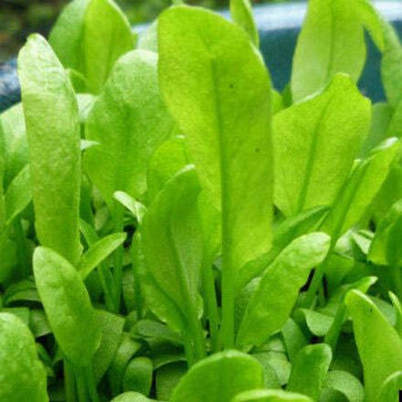 PMB Organic chukkakura Seed  (45 per packet)