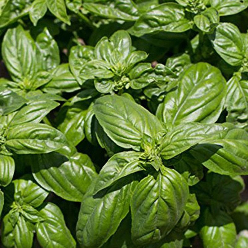 WILLVINE Basil Seed  (500 per packet)